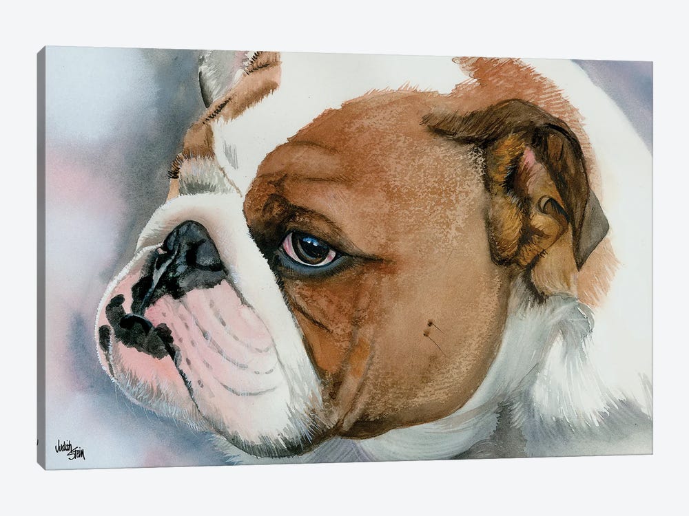 Hey Bulldog - English Bulldog by Judith Stein 1-piece Art Print
