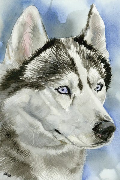 Siberian Huskies: Ice Blue - Siberian Husky Dog by Judith Stein
