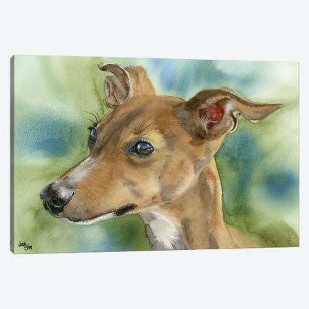 Iggy Pop - Italian Greyhound Canvas Print #JDI85} by Judith Stein Art Print