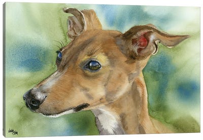 Iggy Pop - Italian Greyhound Canvas Art Print - Italian Greyhounds