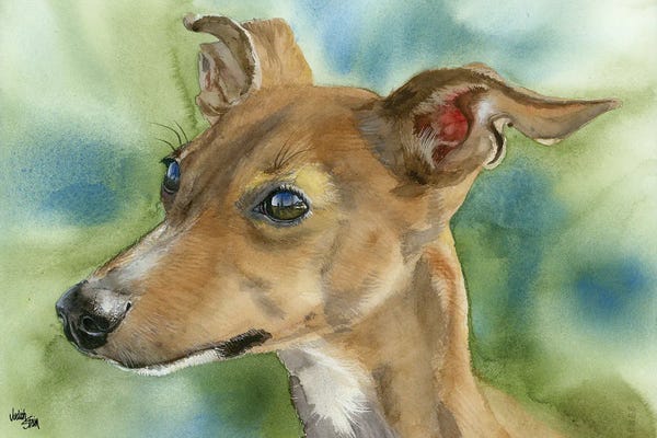 Italian Greyhounds: Iggy Pop - Italian Greyhound by Judith Stein
