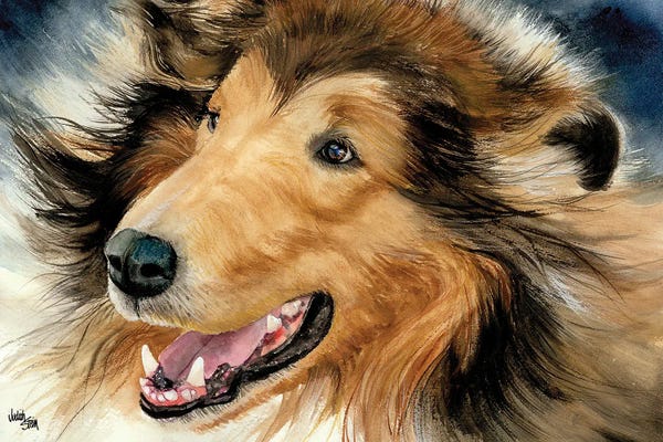 Collies: In the Rough - Collie by Judith Stein
