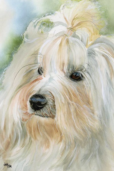 Little Havana - Havanese by Judith Stein canvas print