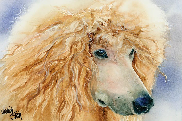 Apricot Angel - Apricot Standard Poodle