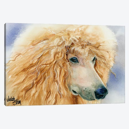 Apricot Angel - Apricot Standard Poodle Canvas Print #JDI9} by Judith Stein Canvas Art