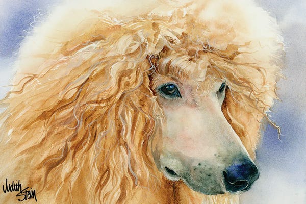 Poodles: Apricot Angel - Apricot Standard Poodle by Judith Stein