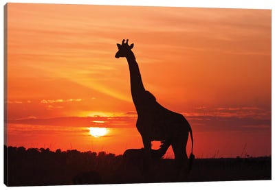 Young Suckling Giraffe At Sunrise, Maasai Mara Wildlife Reserve, Kenya Canvas Art Print - Maasai Mara National Reserve