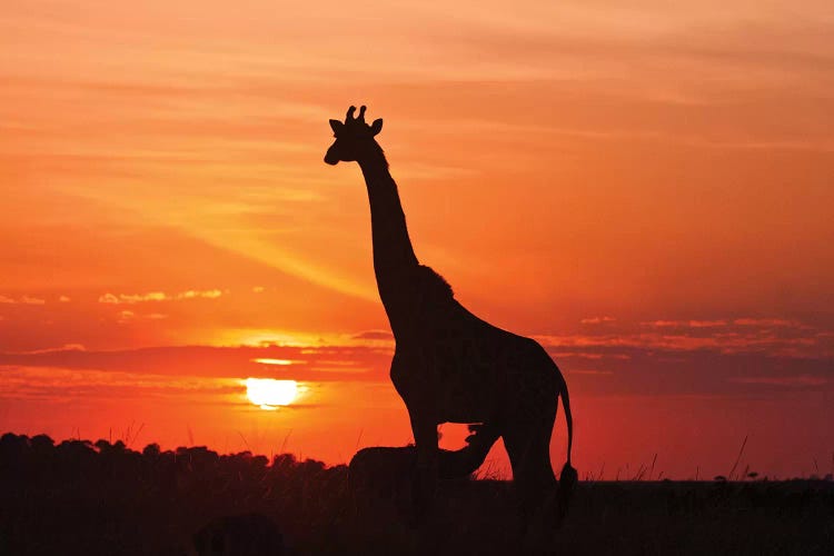 Young Suckling Giraffe At Sunrise, Maasai Mara Wildlife Reserve, Kenya