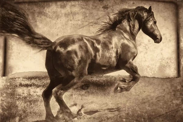 Sepia Photography: Free Spirit by Jennifer Broussard