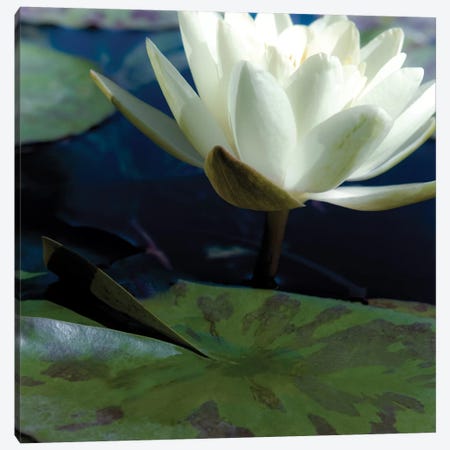 Water Lilies II Canvas Print #JEB5} by Jennifer Broussard Art Print