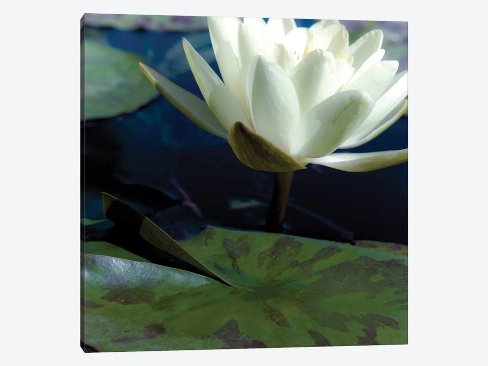 Water Lilies II by Jennifer Broussard 1-piece Canvas Art Print
