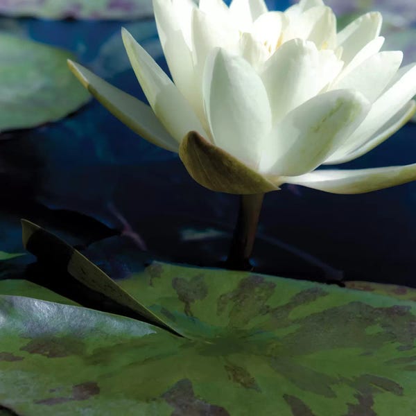Lotuses: Water Lilies II by Jennifer Broussard