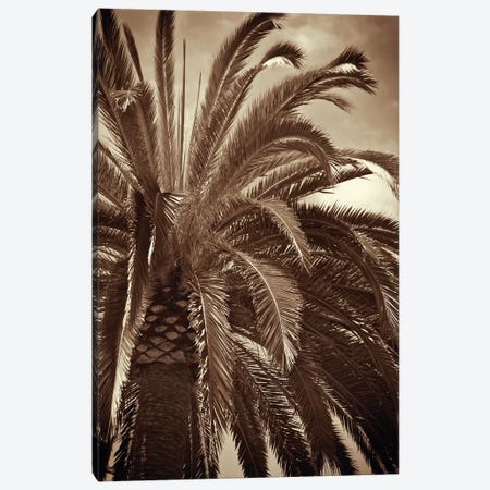 Whispering Palm Canvas Print #JEB6} by Jennifer Broussard Canvas Art Print