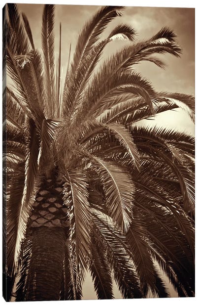 Whispering Palm Canvas Art Print