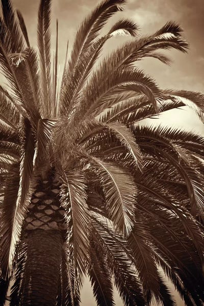 Sepia Photography: Whispering Palm by Jennifer Broussard