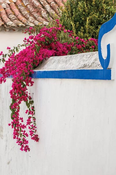 Ivies: Beautiful Bougainvillea Blooming In Town IV, Portugal, Obidos, Portugal by Julie Eggers