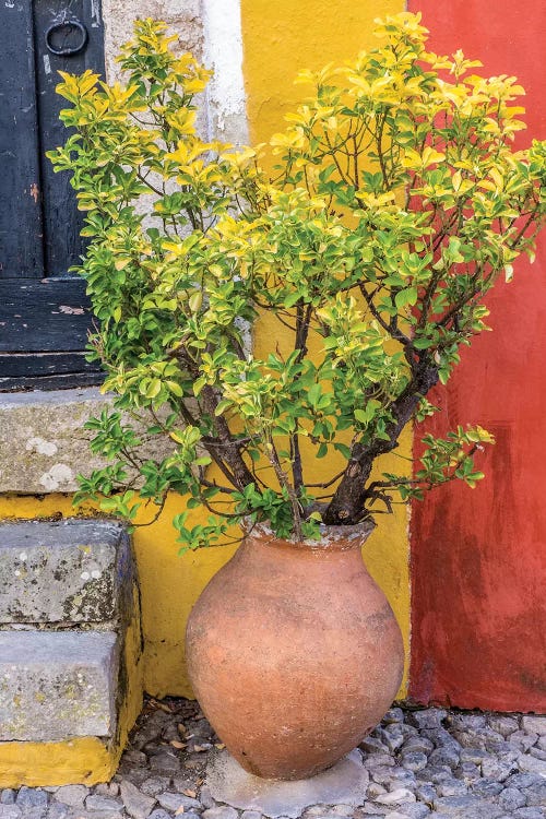 Potted Plant In Front Of A Colorful Entrance To A Home, Obidos, Portugal