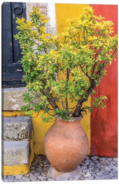 Potted Plant In Front Of A Colorful Entrance To A Home, Obidos, Portugal Canvas Art Print