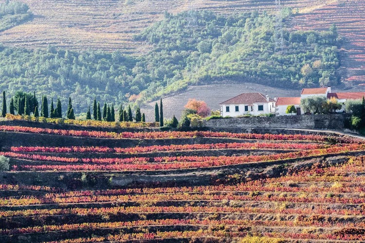 A Home Above The Vineyards On Terraced Hillsides Above The Douro River, Douro Valley, Portugal