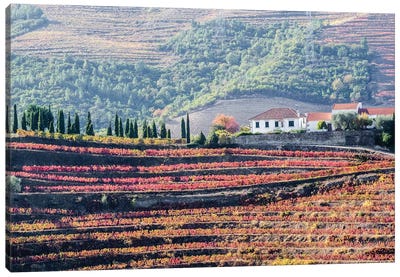 A Home Above The Vineyards On Terraced Hillsides Above The Douro River, Douro Valley, Portugal Canvas Art Print