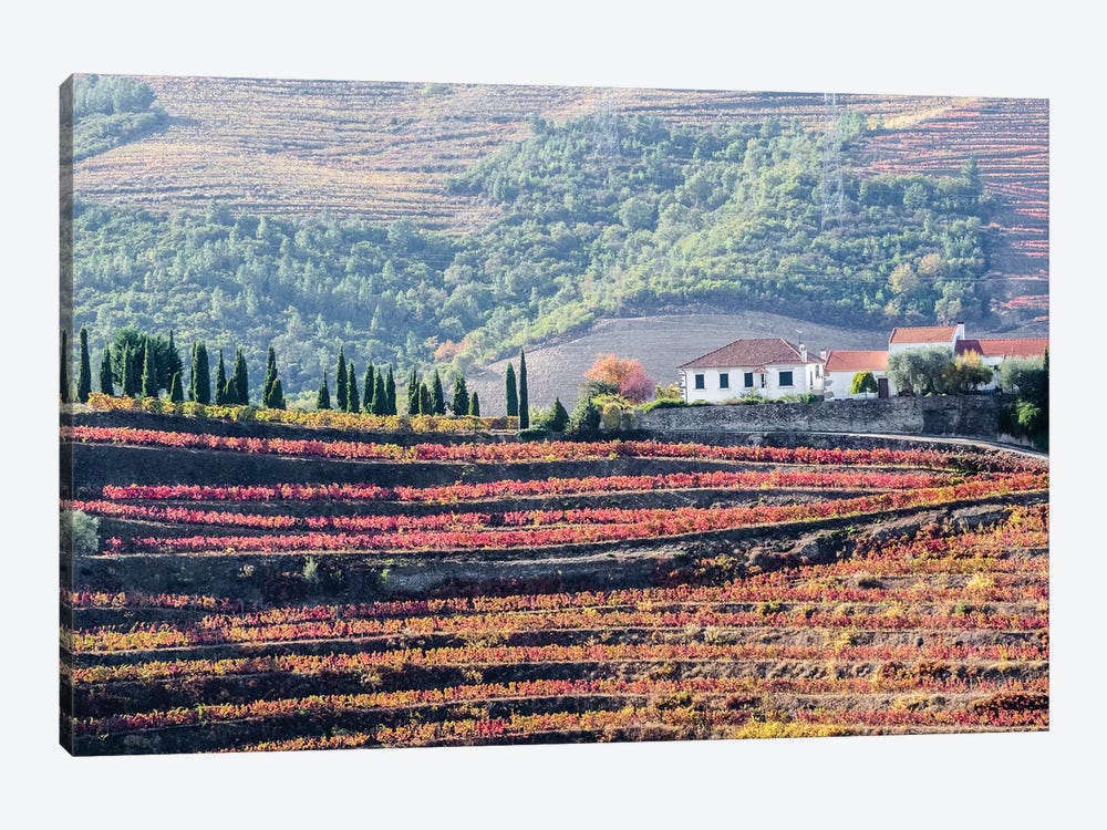 A Home Above The Vineyards On Terraced Hillsides Above The Douro River, Douro Valley, Portugal by Julie Eggers 1-piece Canvas Artwork