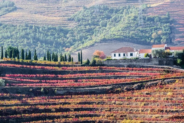 A Home Above The Vineyards On Terraced Hillsides Above The Douro River, Douro Valley, Portugal