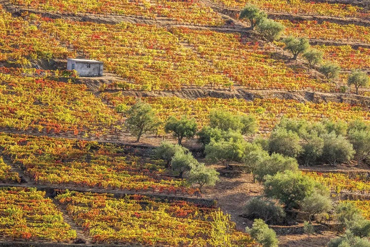 Autumn II, Vineyards On Terraced Hillsides Above The Douro River, Douro Valley, Portugal