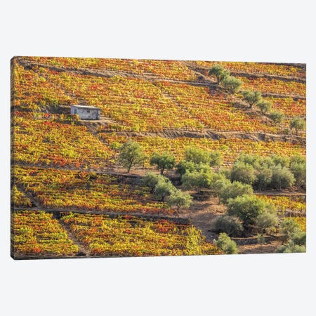 Autumn II, Vineyards On Terraced Hillsides Above The Douro River, Douro Valley, Portugal Canvas Print #JEG28} by Julie Eggers Canvas Print