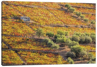 Autumn II, Vineyards On Terraced Hillsides Above The Douro River, Douro Valley, Portugal Canvas Art Print