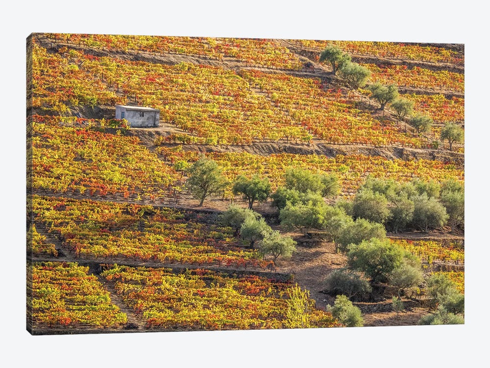 Autumn II, Vineyards On Terraced Hillsides Above The Douro River, Douro Valley, Portugal by Julie Eggers 1-piece Canvas Artwork