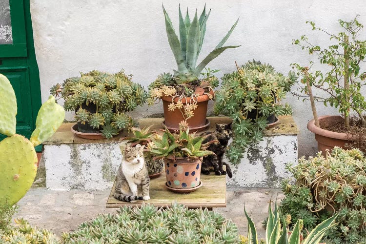 Plants Adorn The Outside Walls Of The Sassi Houses