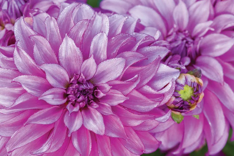 Close-Up Of A Dahlia Variety I, Canby, Clackamas County, Oregon, USA