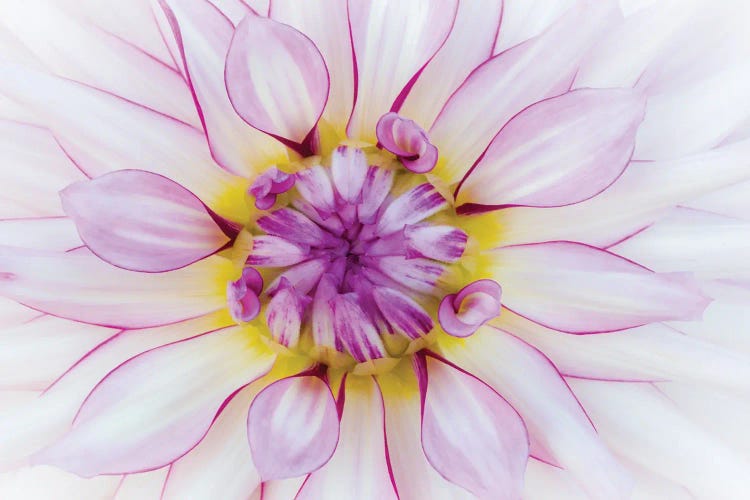 Macro Of A Dahlia Variety I, Canby, Clackamas County, Oregon, USA