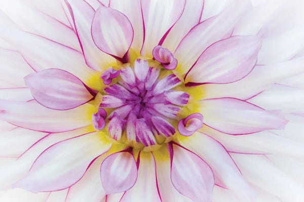 Dahlias: Macro Of A Dahlia Variety I, Canby, Clackamas County, Oregon, USA by Julie Eggers