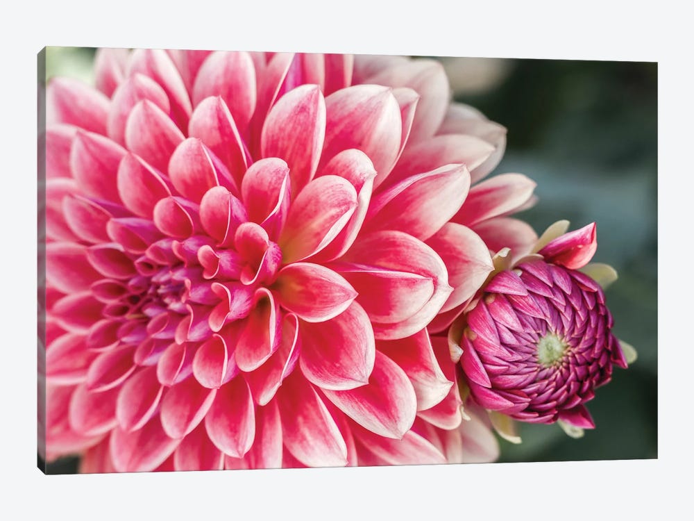 Close-Up Of A Dahlia Variety II, Canby, Clackamas County, Oregon, USA by Julie Eggers 1-piece Canvas Artwork