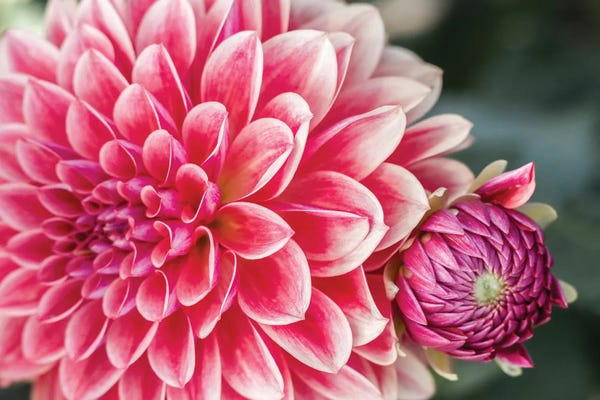 Oregon: Close-Up Of A Dahlia Variety II, Canby, Clackamas County, Oregon, USA by Julie Eggers