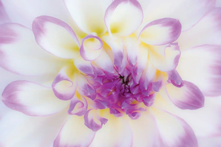 Macro Of A Dahlia Variety II, Canby, Clackamas County, Oregon, USA