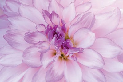 Macro Of A Dahlia Variety III, Canby, Clackamas County, Oregon, USA by Julie Eggers acrylic art print