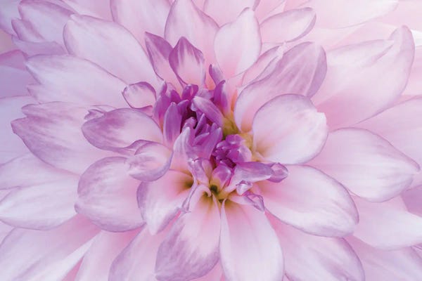 Oregon: Macro Of A Dahlia Variety III, Canby, Clackamas County, Oregon, USA by Julie Eggers