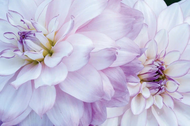 Macro Of A Dahlia Variety IV, Canby, Clackamas County, Oregon, USA