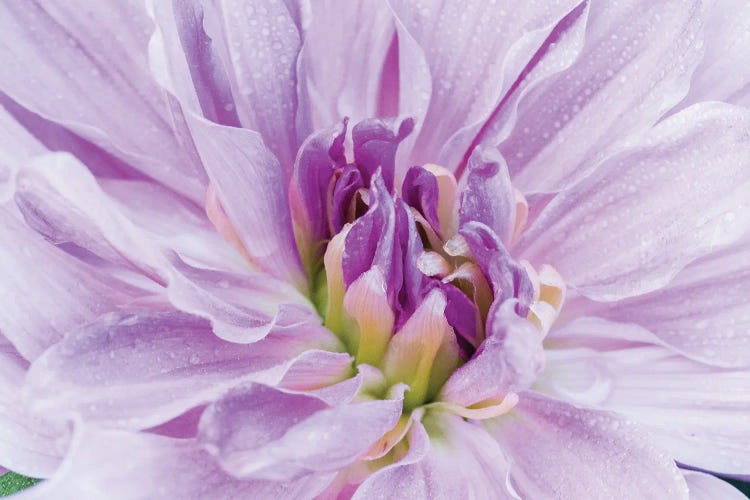 Macro Of A Dahlia Variety V, Canby, Clackamas County, Oregon, USA