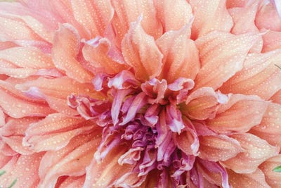 Macro Of A Dahlia Variety VI, Canby, Clackamas County, Oregon, USA by Julie Eggers canvas print