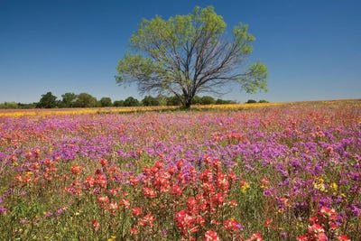 Lone Mesquite Tree In A Colorful Field Of Wildflowers, Texas, USA by Julie Eggers art print