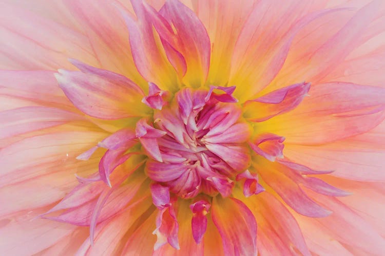 Macro Of A Dahlia Variety VII, Canby, Clackamas County, Oregon, USA