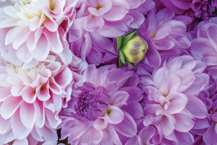 A Large Group Of Lavender Flowers, Canby, Clackamas County, Oregon, USA