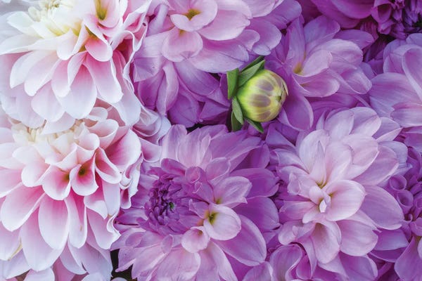 Julie Eggers: A Large Group Of Lavender Flowers, Canby, Clackamas County, Oregon, USA by Julie Eggers