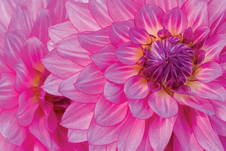 Macro Of A Dahlia Variety VIII, Canby, Clackamas County, Oregon, USA