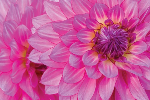 Oregon: Macro Of A Dahlia Variety VIII, Canby, Clackamas County, Oregon, USA by Julie Eggers