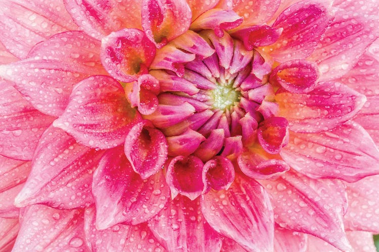 Macro Of A Dahlia Variety IX, Canby, Clackamas County, Oregon, USA