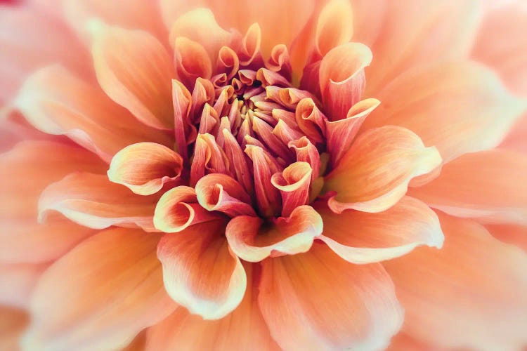 Macro Of A Dahlia Variety X, Canby, Clackamas County, Oregon, USA